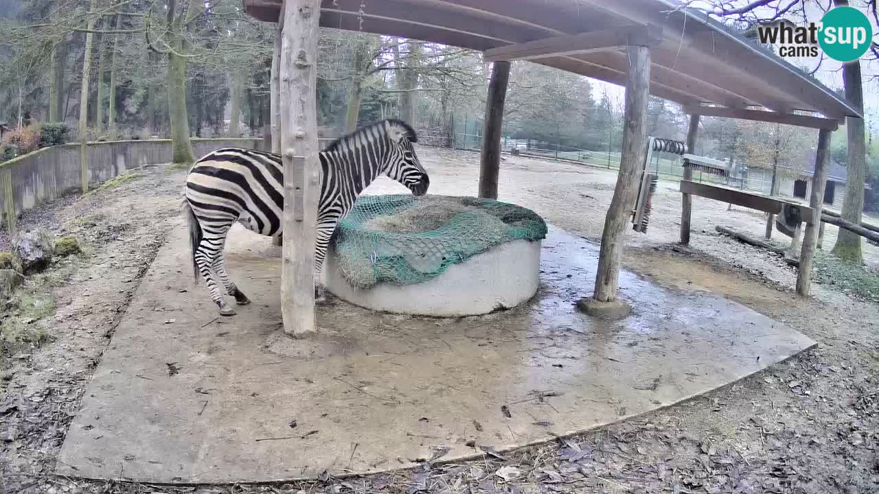 Zebre v živo v živalskem vrtu Ljubljana ZOO spletne kamere