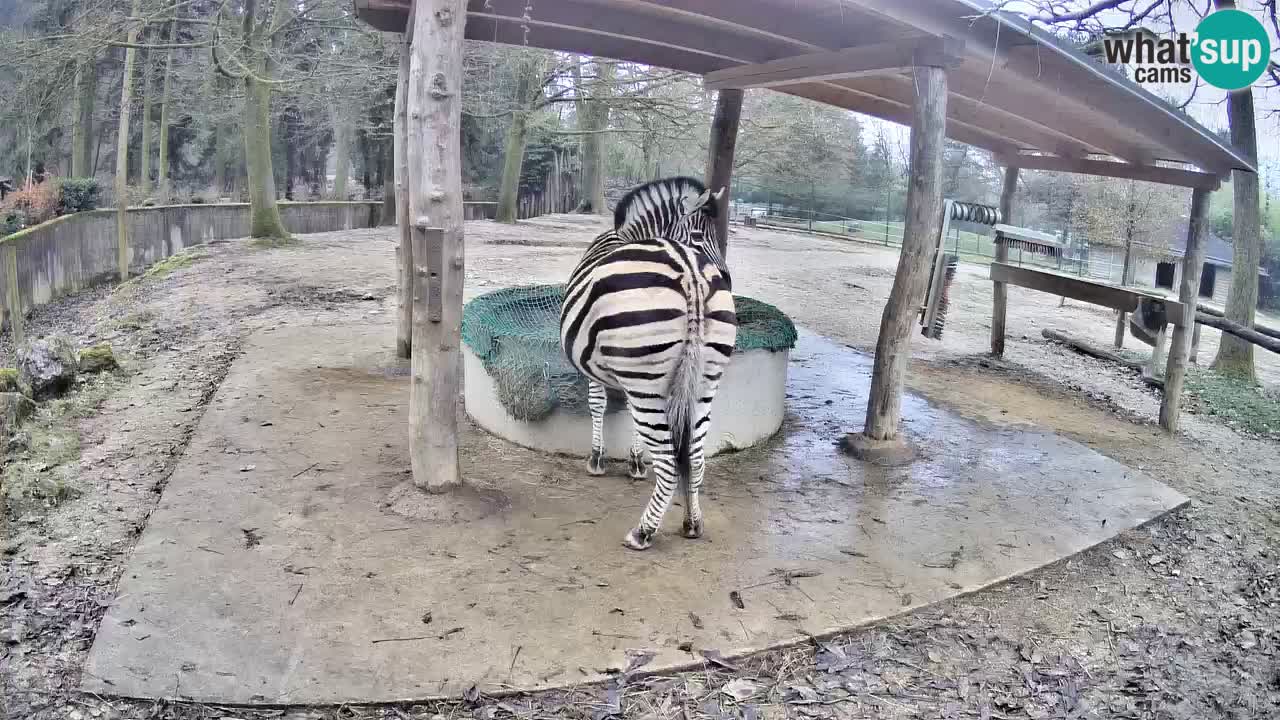 Live webcam Zebras in Ljubljana ZOO – Slovenia