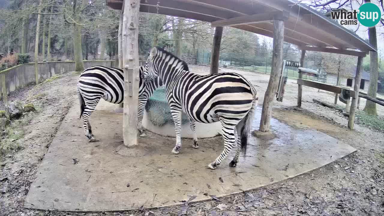 Live webcam Zebras in Ljubljana ZOO – Slovenia