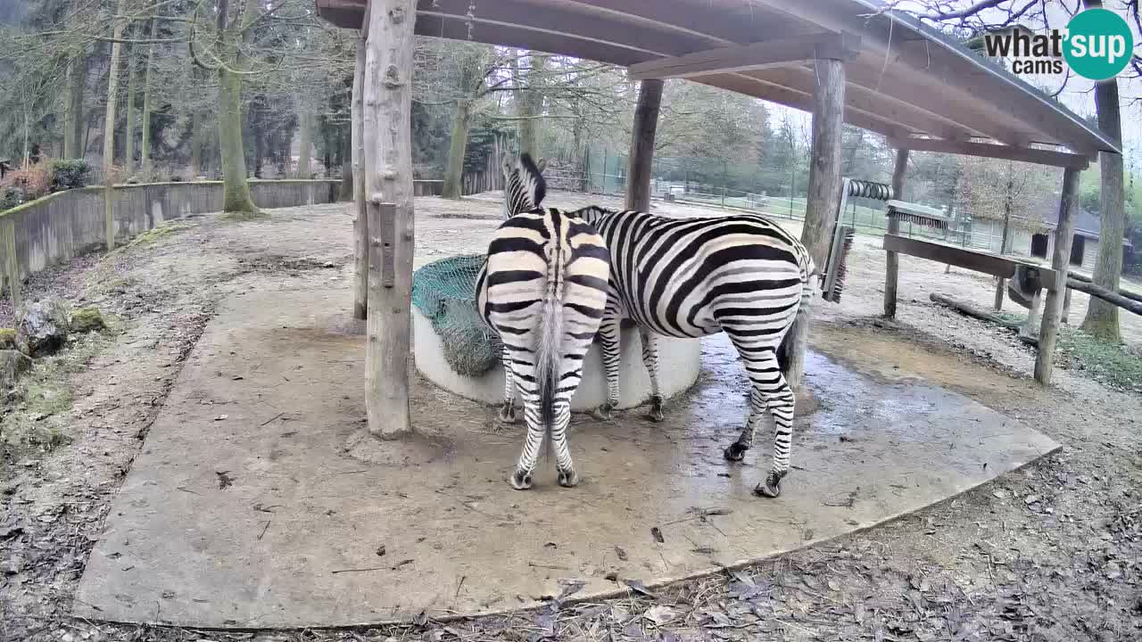 Web kamera uživo Zebras u ZOO Ljubljana – Slovenija