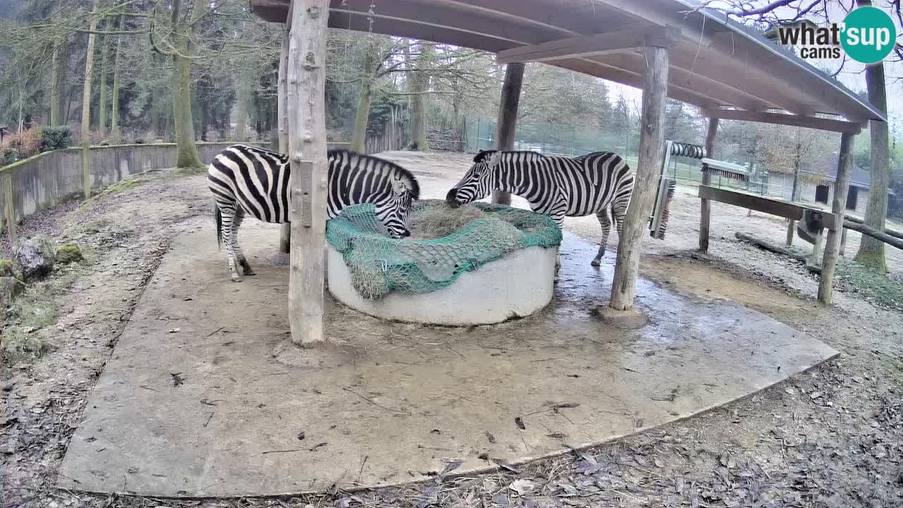 Camera en vivo Cebras in Ljubljana ZOO – Eslovenia