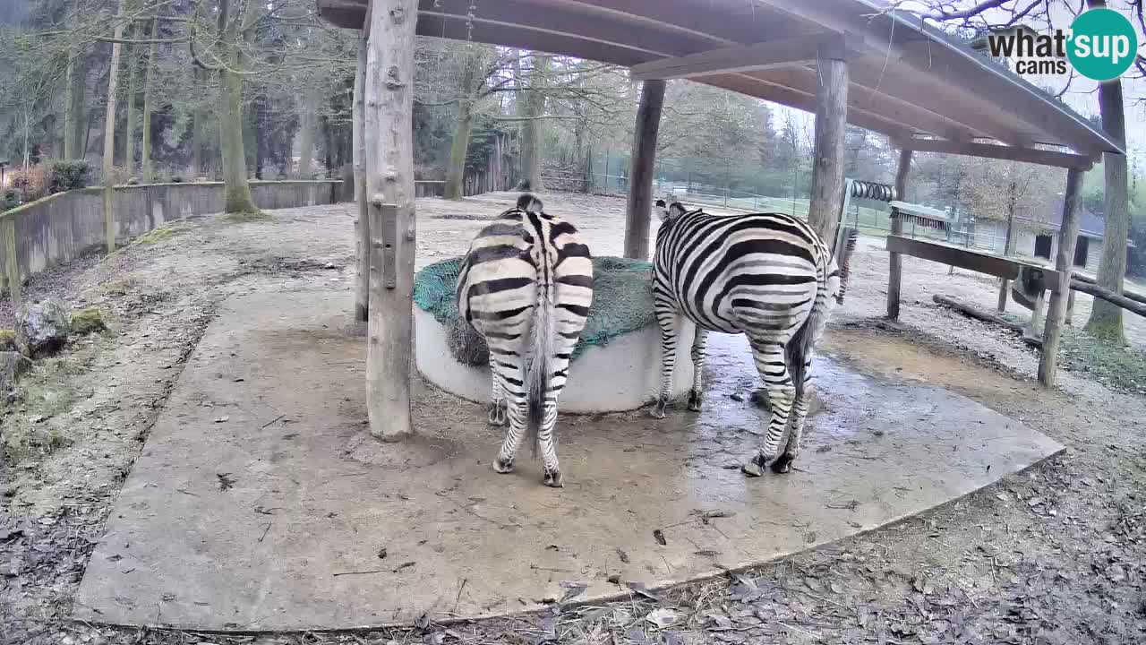 Live webcam Zebras in Ljubljana ZOO – Slovenia