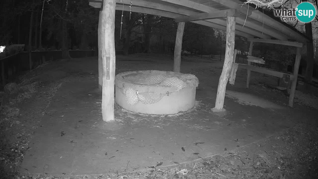 Live webcam Zebras in Ljubljana ZOO – Slovenia