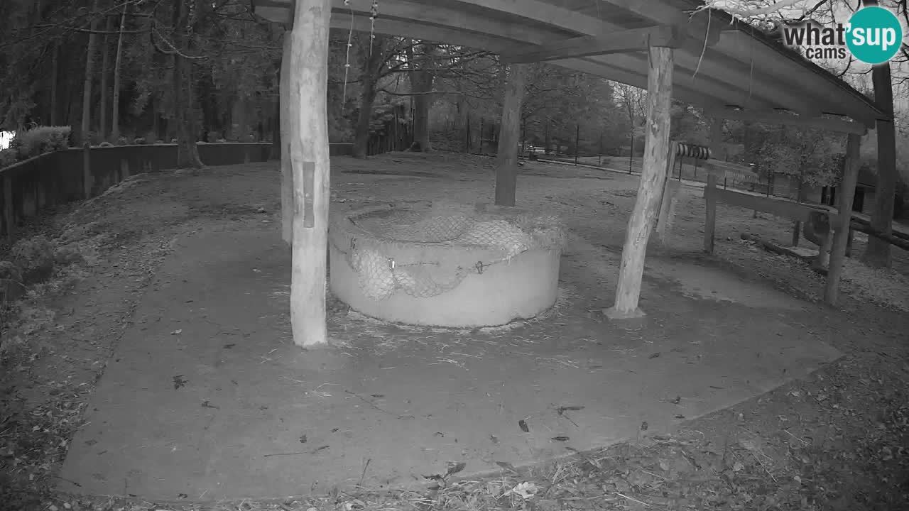 Le Zebre nello ZOO di Ljubljana – Slovenia Live webcam
