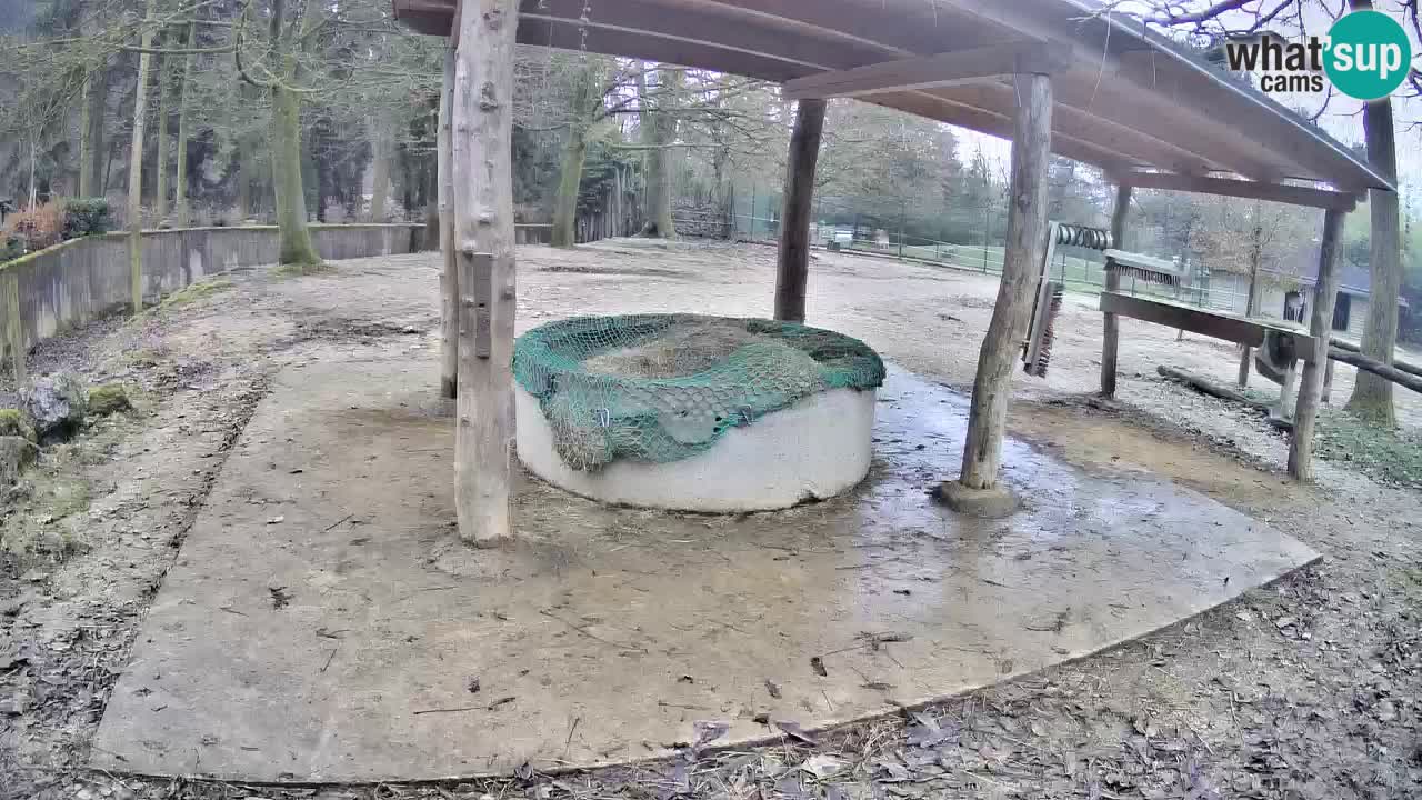 Live webcam Les zèbres in Ljubljana ZOO – Slovénie