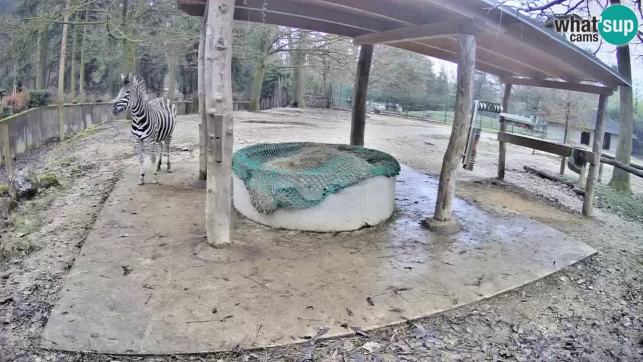Camera en vivo Cebras in Ljubljana ZOO – Eslovenia