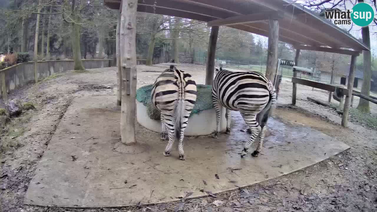 Web kamera uživo Zebras u ZOO Ljubljana – Slovenija