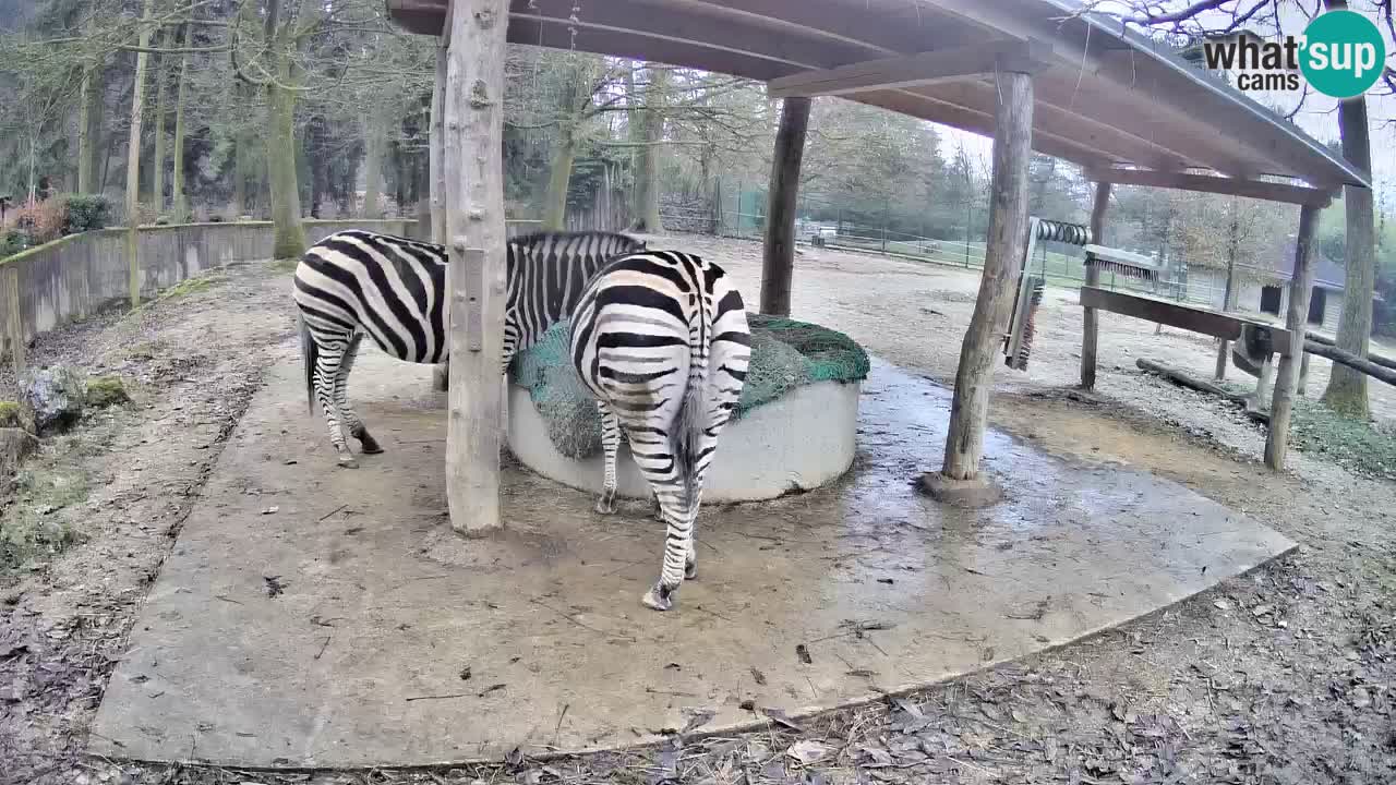 Le Zebre nello ZOO di Ljubljana – Slovenia Live webcam