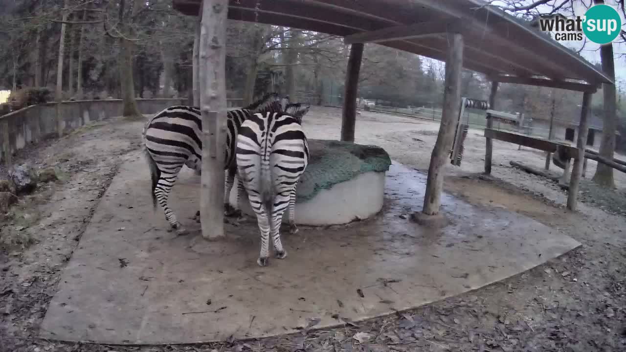 Live Webcam Zebras in Ljubljana ZOO – Slowenien