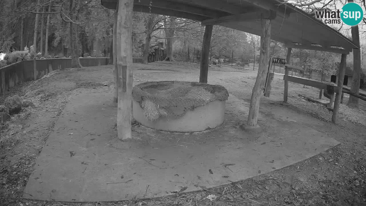 Live webcam Les zèbres in Ljubljana ZOO – Slovénie