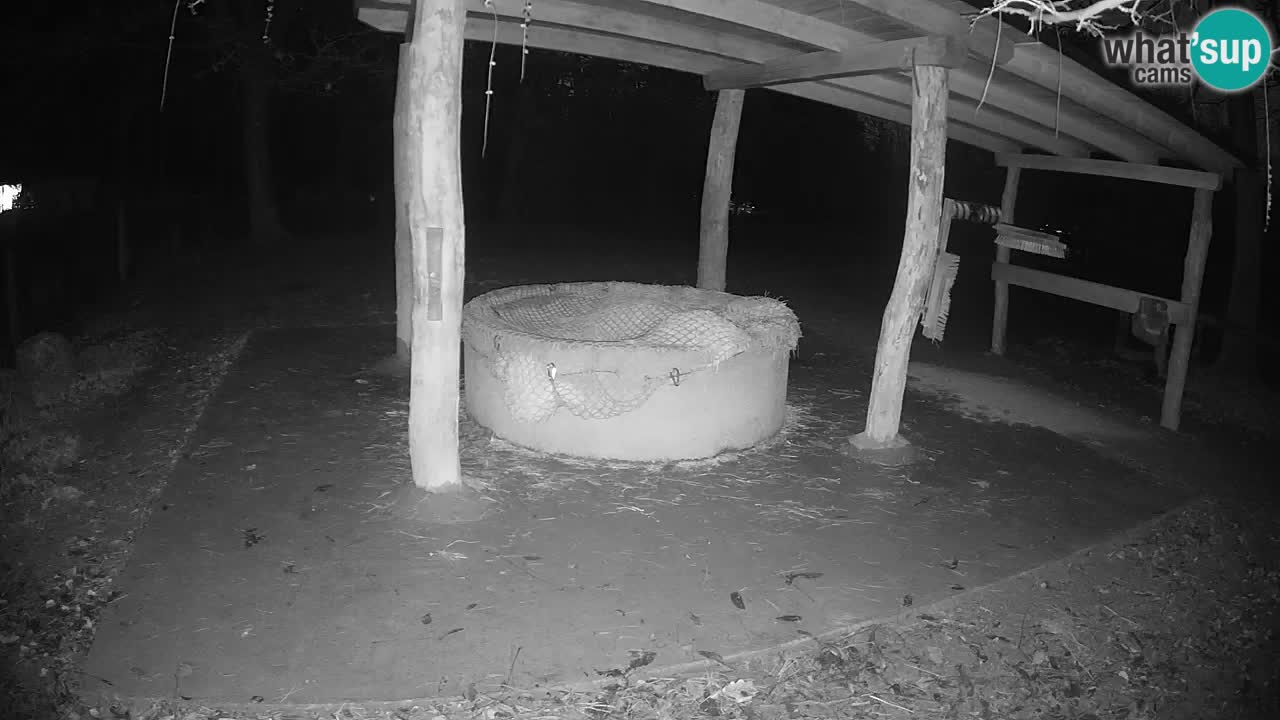 Live webcam Les zèbres in Ljubljana ZOO – Slovénie