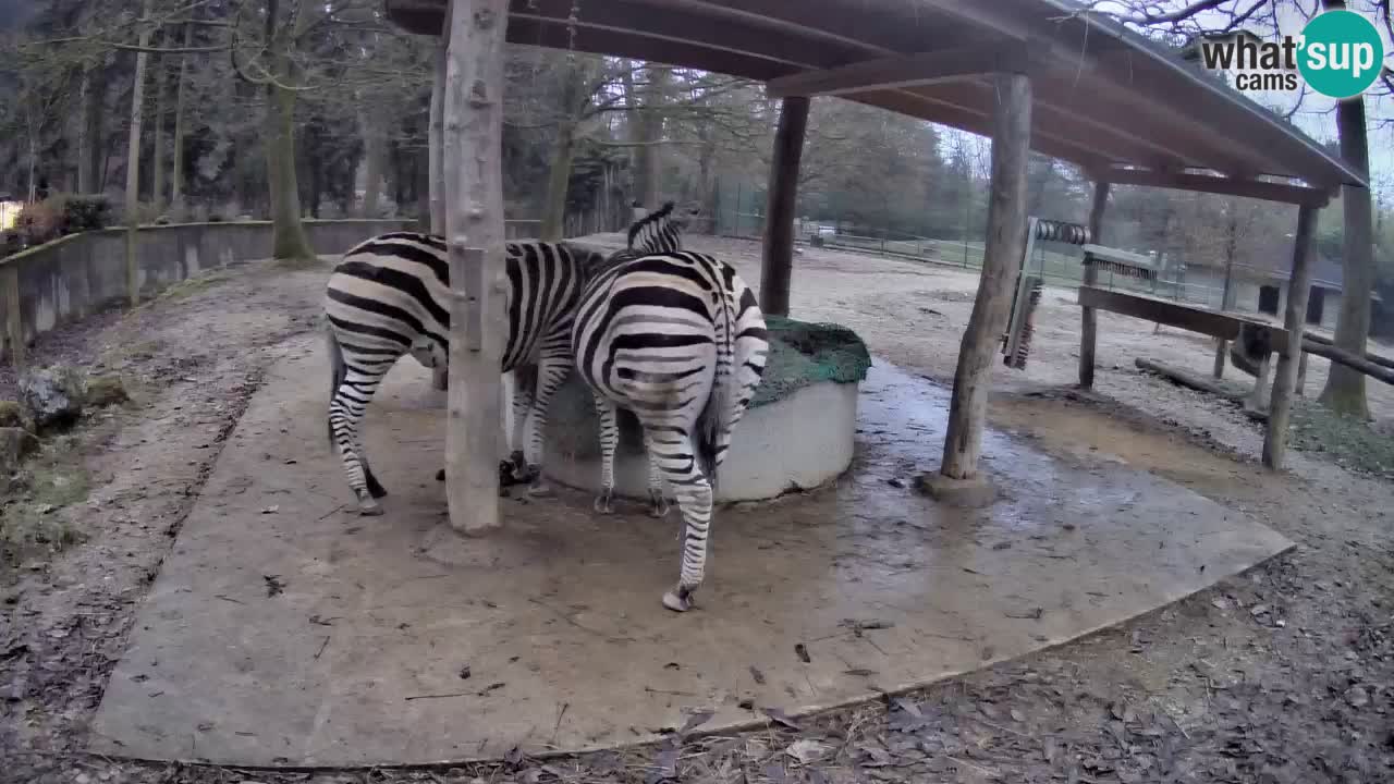 Camera en vivo Cebras in Ljubljana ZOO – Eslovenia