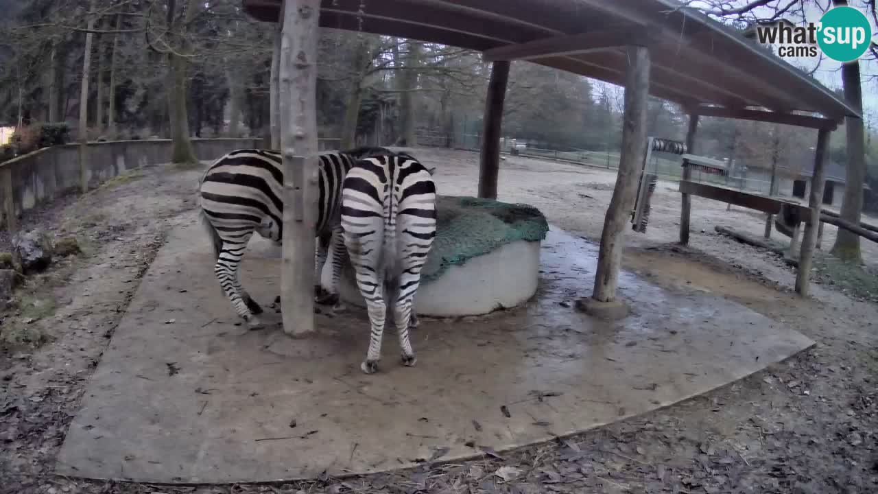 Zebre v živo v živalskem vrtu Ljubljana ZOO spletne kamere