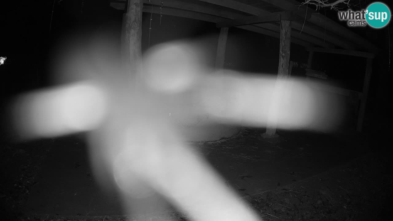 Le Zebre nello ZOO di Ljubljana – Slovenia Live webcam