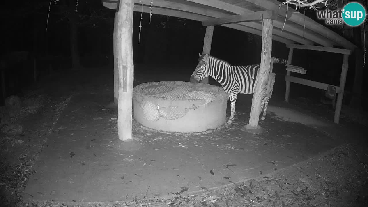 Le Zebre nello ZOO di Ljubljana – Slovenia Live webcam