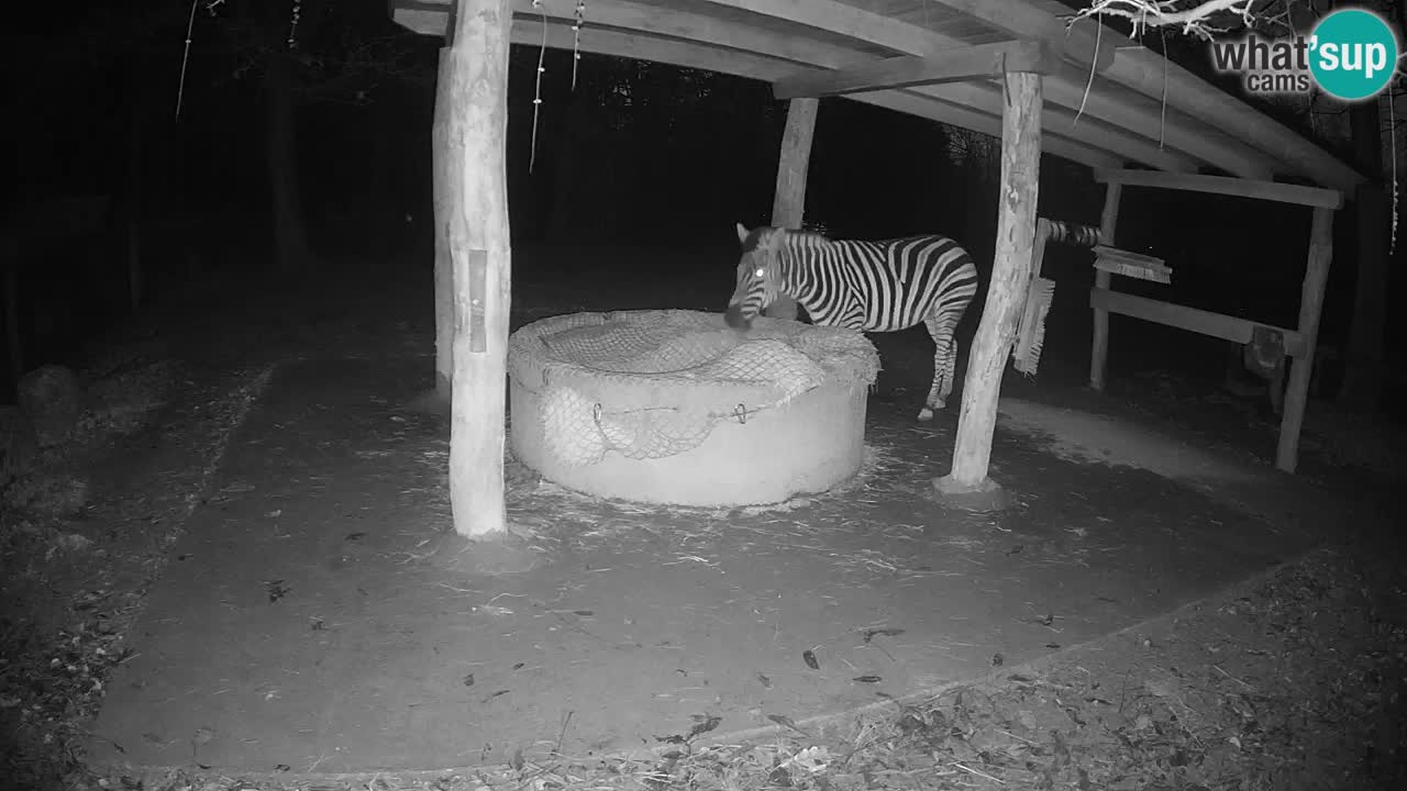 Live webcam Zebras in Ljubljana ZOO – Slovenia