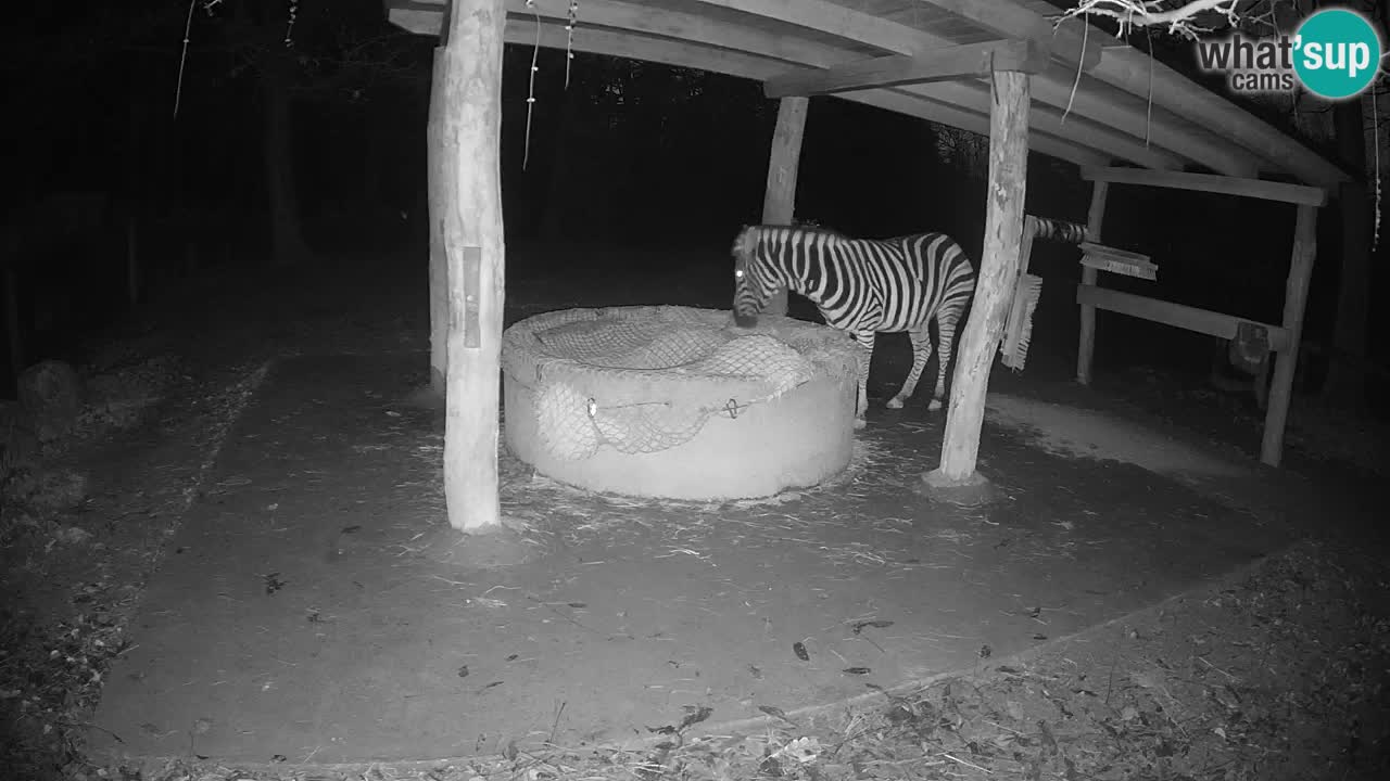Le Zebre nello ZOO di Ljubljana – Slovenia Live webcam