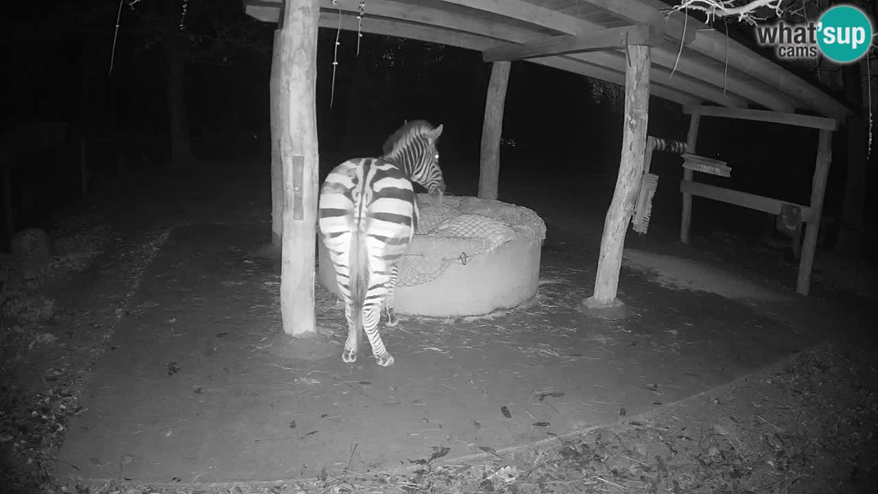 Le Zebre nello ZOO di Ljubljana – Slovenia Live webcam