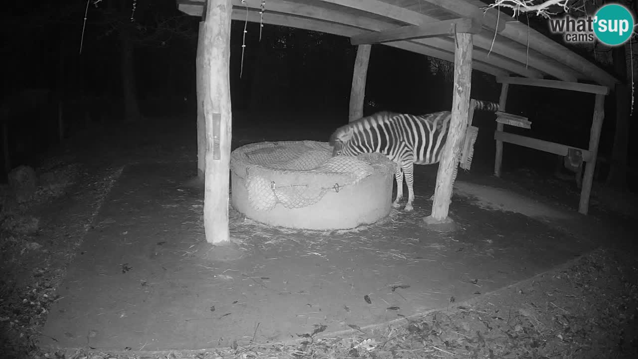 Zebre v živo v živalskem vrtu Ljubljana ZOO spletne kamere