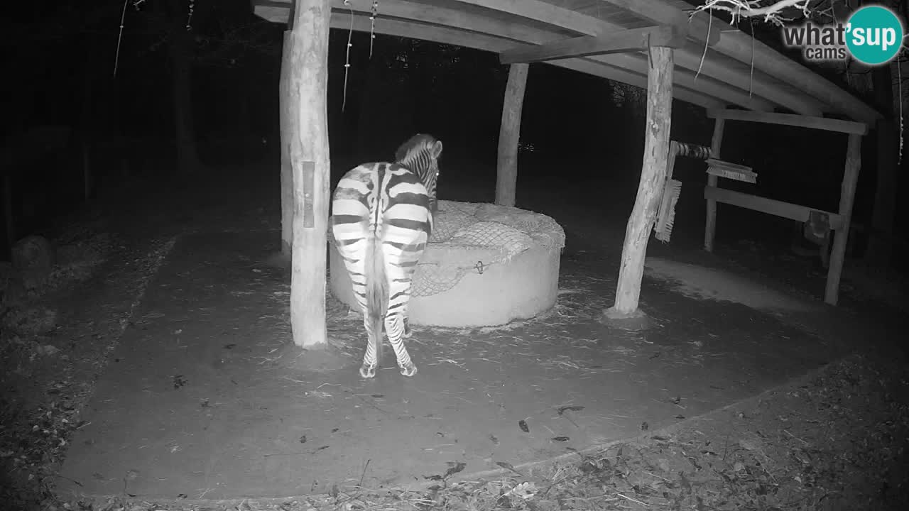 Live webcam Zebras in Ljubljana ZOO – Slovenia