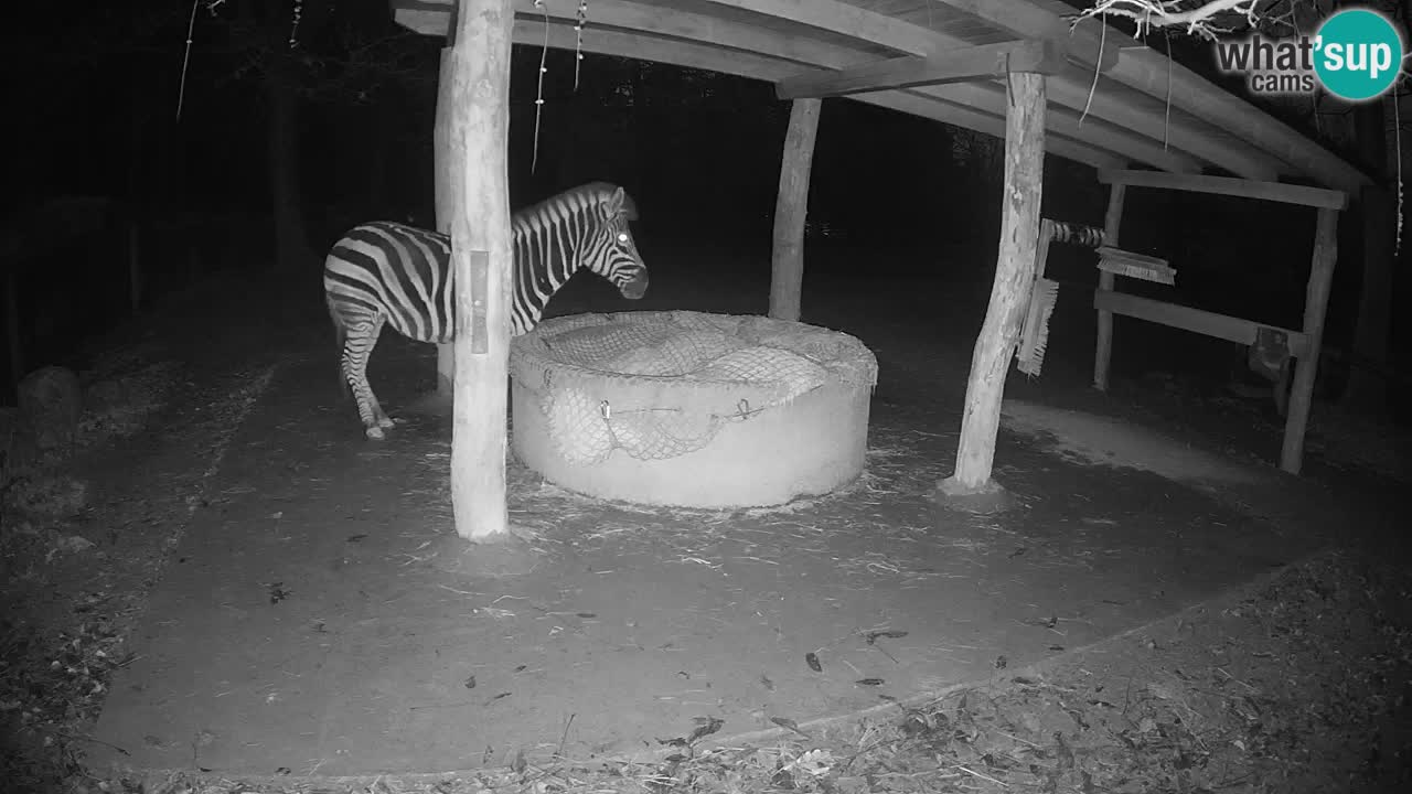 Web kamera uživo Zebras u ZOO Ljubljana – Slovenija