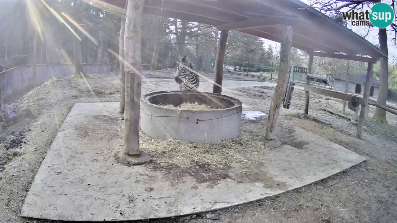 Camera en vivo Cebras in Ljubljana ZOO – Eslovenia