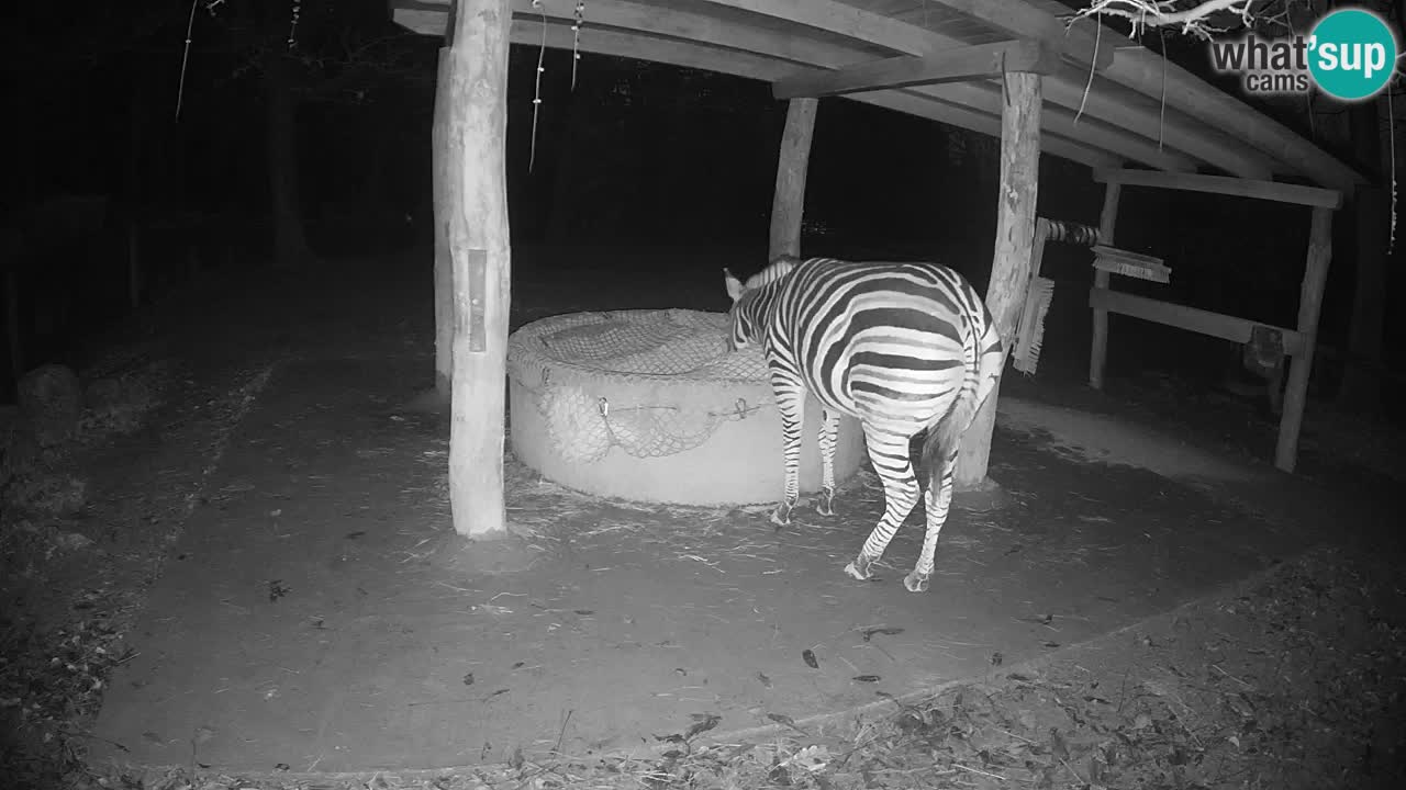 Camera en vivo Cebras in Ljubljana ZOO – Eslovenia