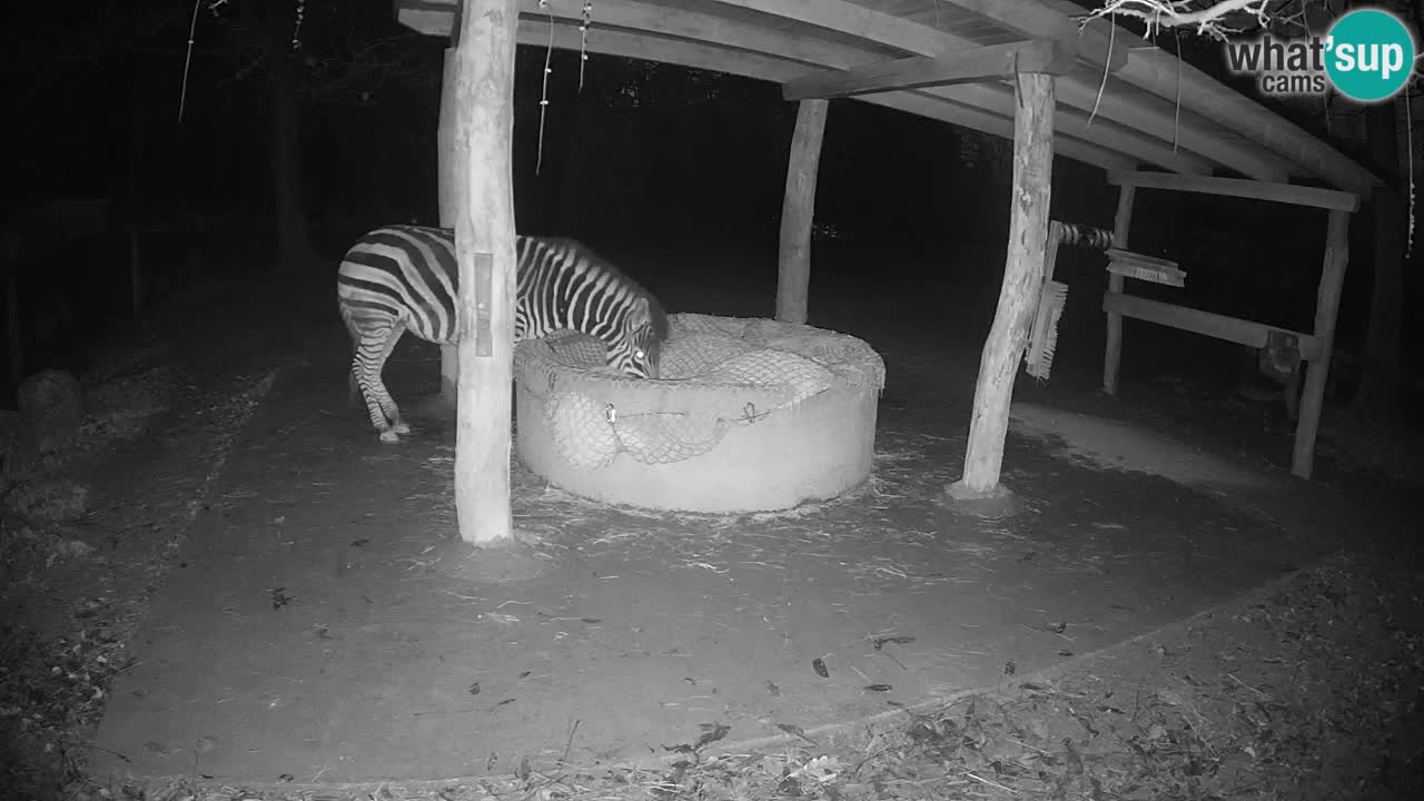 Live webcam Les zèbres in Ljubljana ZOO – Slovénie