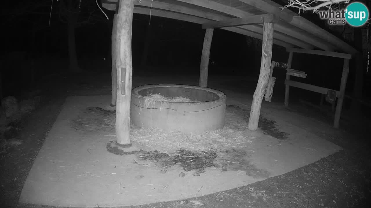 Live webcam Zebras in Ljubljana ZOO – Slovenia