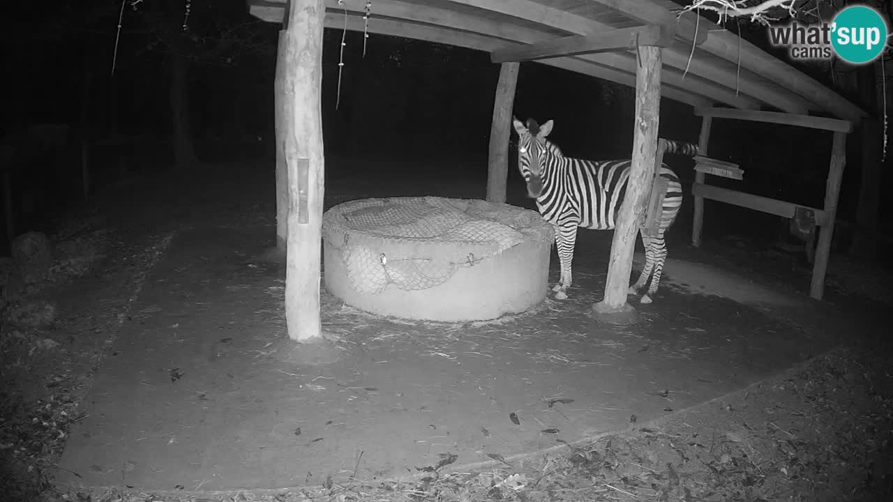 Web kamera uživo Zebras u ZOO Ljubljana – Slovenija