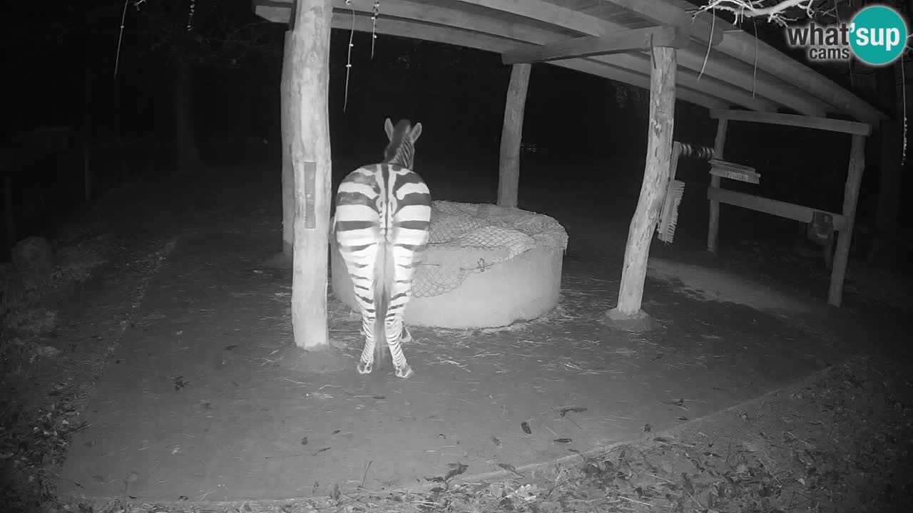 Live Webcam Zebras in Ljubljana ZOO – Slowenien