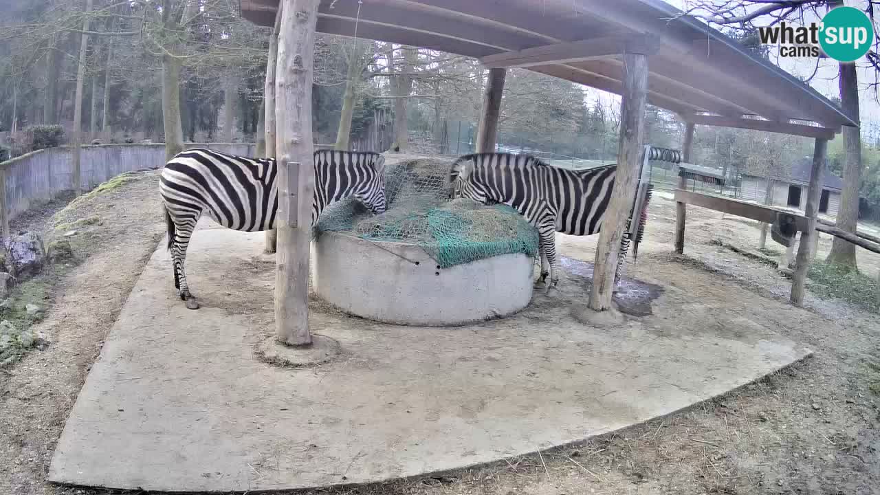 Live Webcam Zebras in Ljubljana ZOO – Slowenien