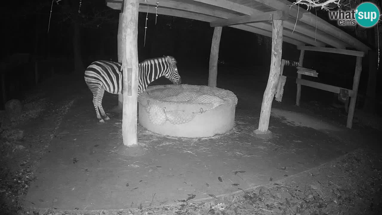 Live Webcam Zebras in Ljubljana ZOO – Slowenien