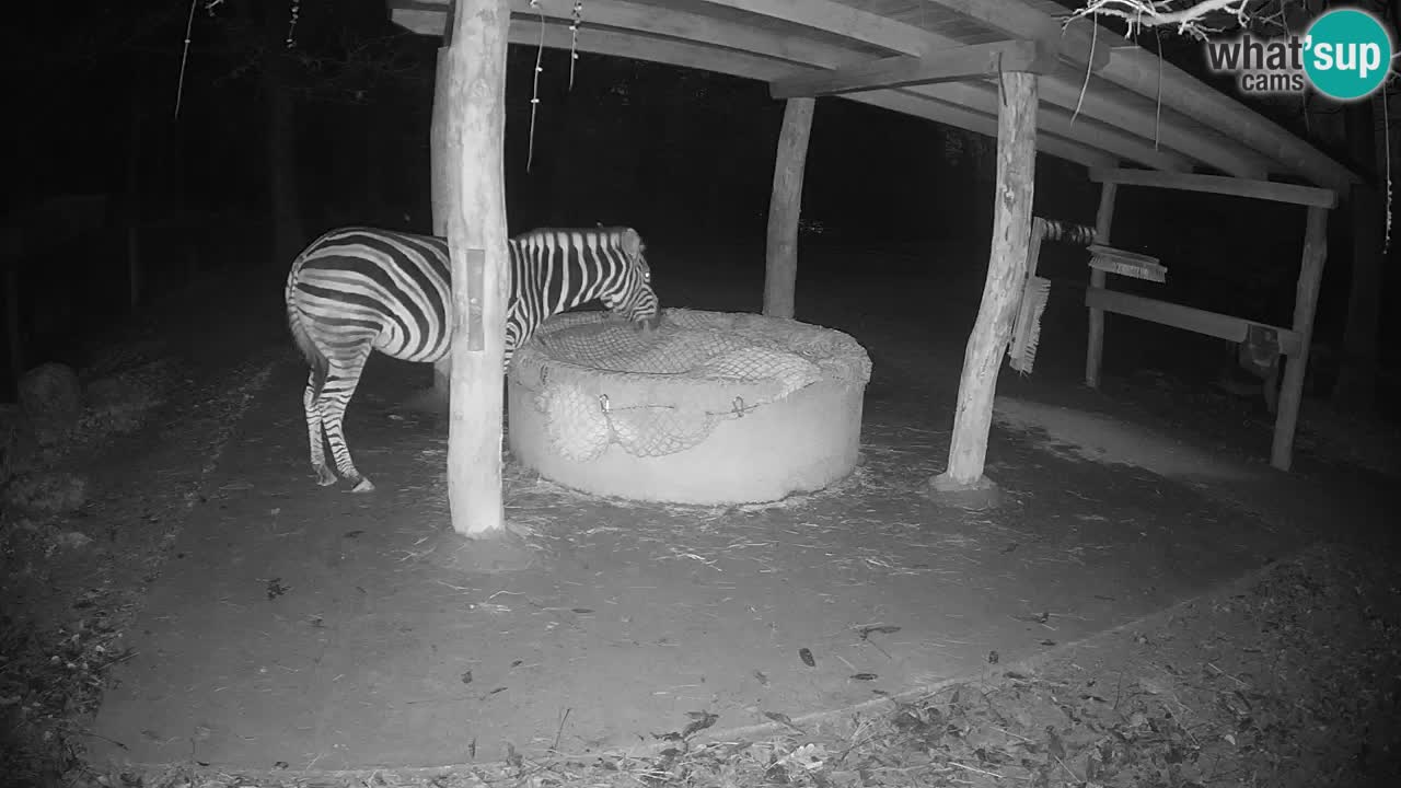 Web kamera uživo Zebras u ZOO Ljubljana – Slovenija