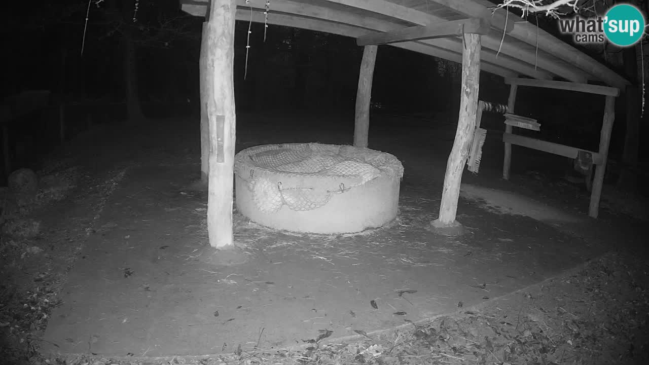 Live webcam Les zèbres in Ljubljana ZOO – Slovénie