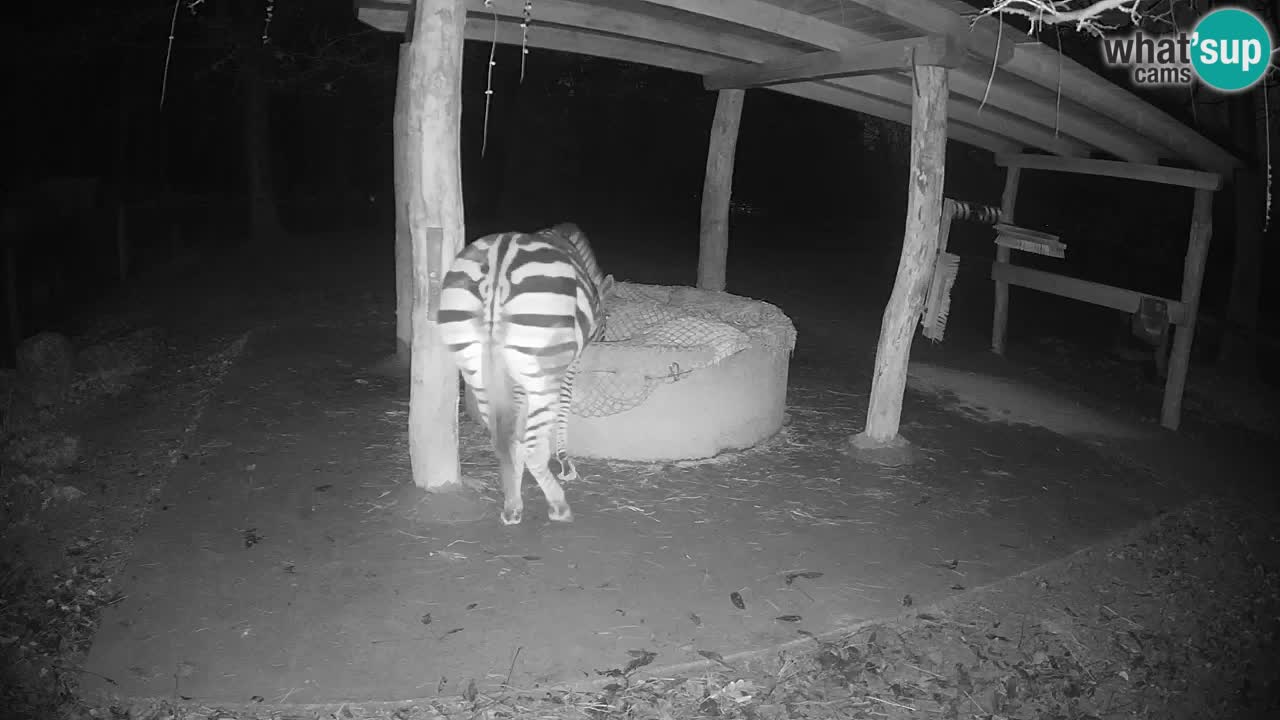 Camera en vivo Cebras in Ljubljana ZOO – Eslovenia