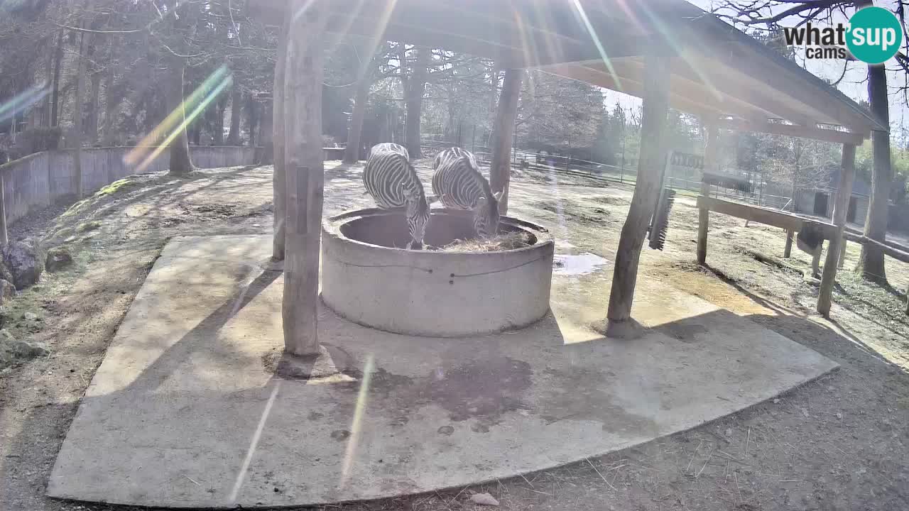 Live Webcam Zebras in Ljubljana ZOO – Slowenien