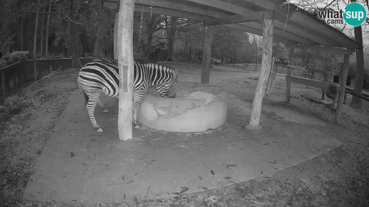 Web kamera uživo Zebras u ZOO Ljubljana – Slovenija