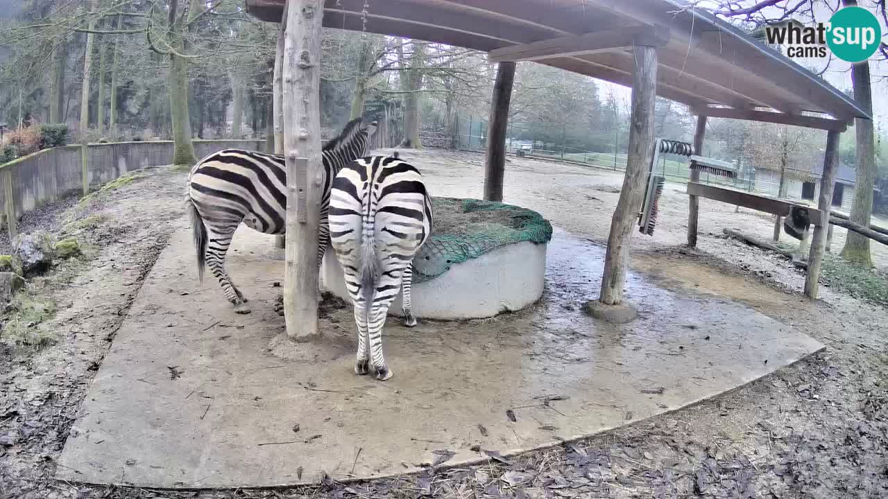Live webcam Les zèbres in Ljubljana ZOO – Slovénie