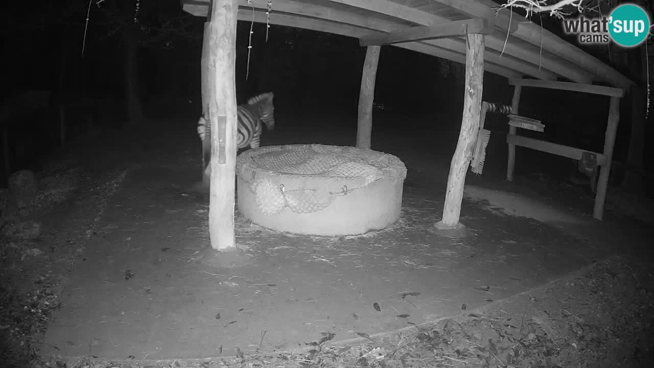 Camera en vivo Cebras in Ljubljana ZOO – Eslovenia