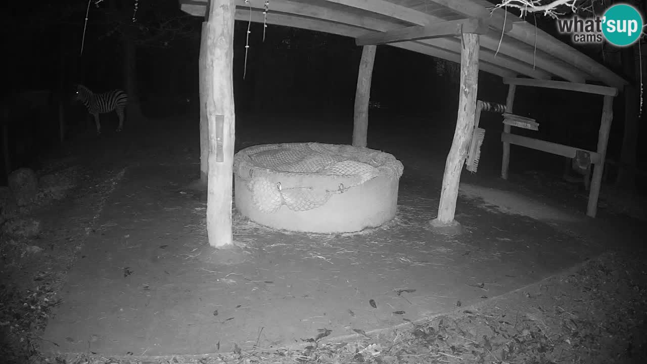 Live webcam Les zèbres in Ljubljana ZOO – Slovénie