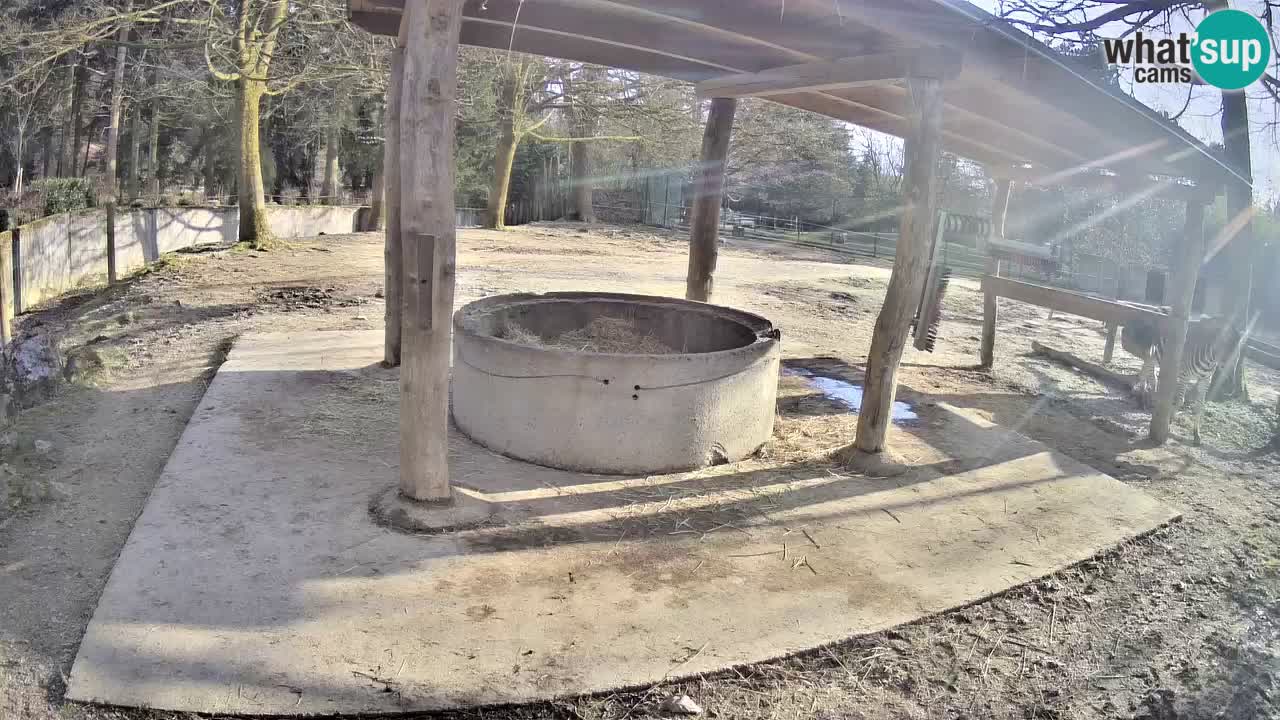 Web kamera uživo Zebras u ZOO Ljubljana – Slovenija