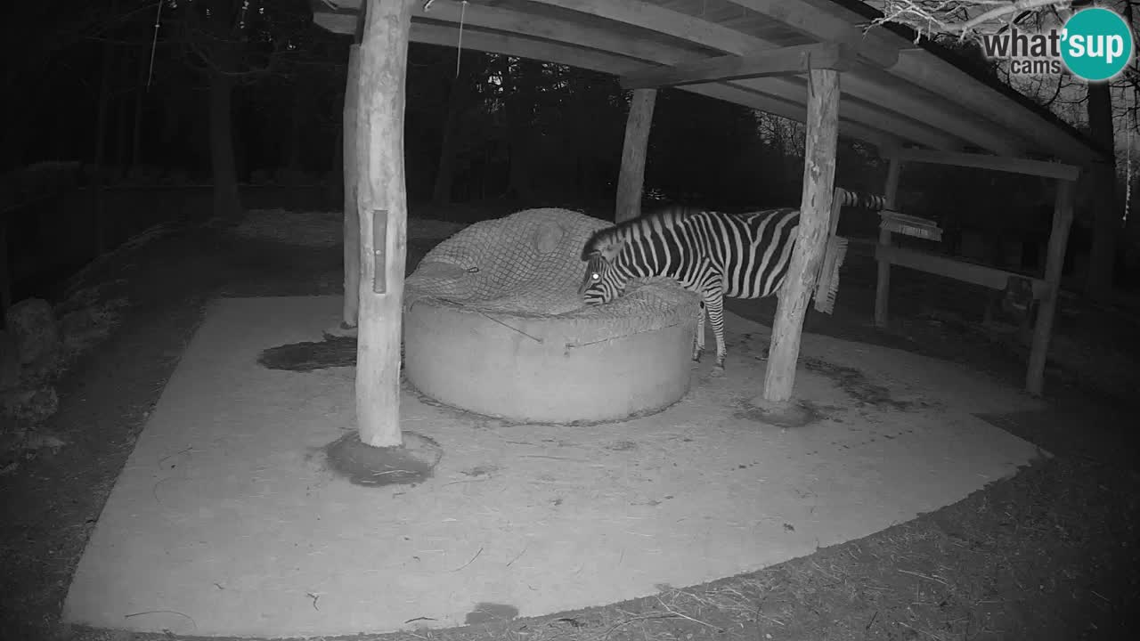 Live webcam Zebras in Ljubljana ZOO – Slovenia