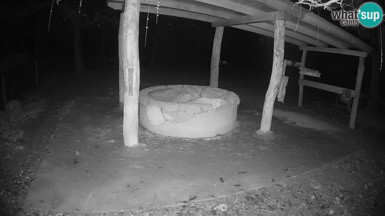 Zebre v živo v živalskem vrtu Ljubljana ZOO spletne kamere