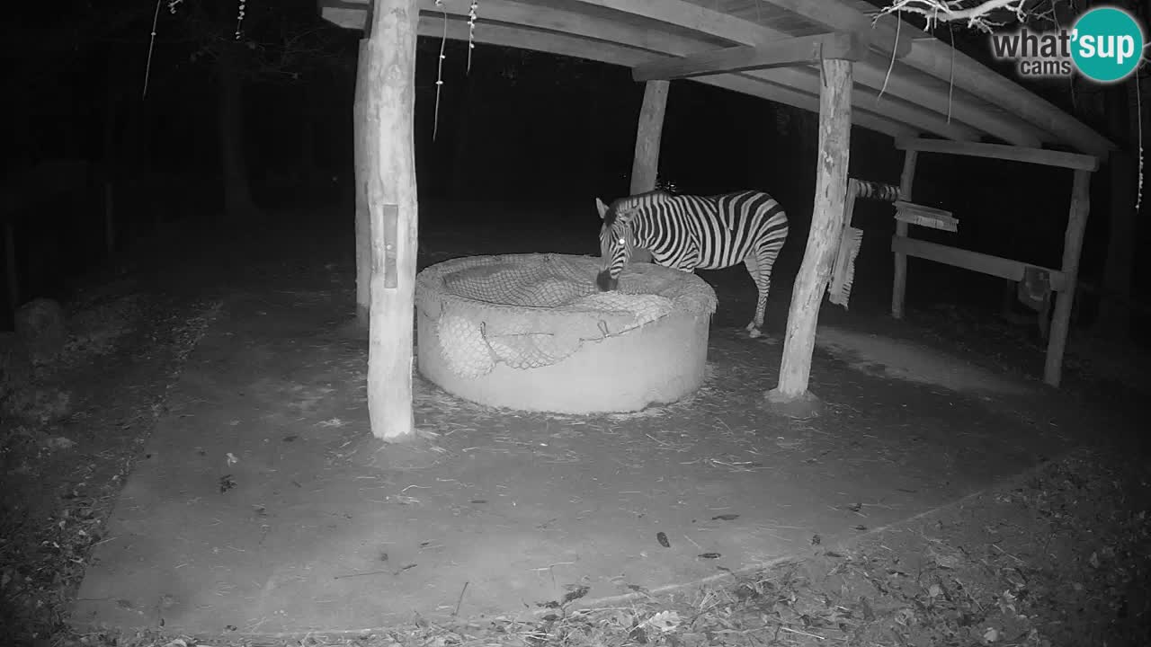 Zebre v živo v živalskem vrtu Ljubljana ZOO spletne kamere