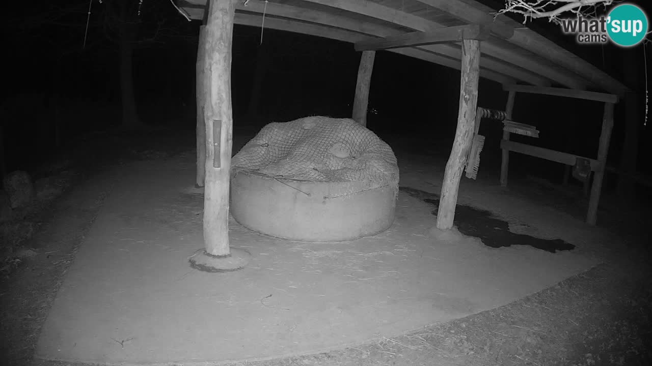 Web kamera uživo Zebras u ZOO Ljubljana – Slovenija