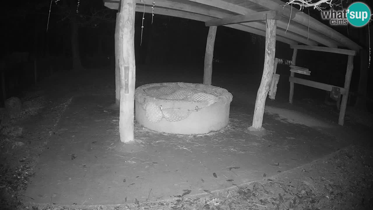 Zebre v živo v živalskem vrtu Ljubljana ZOO spletne kamere