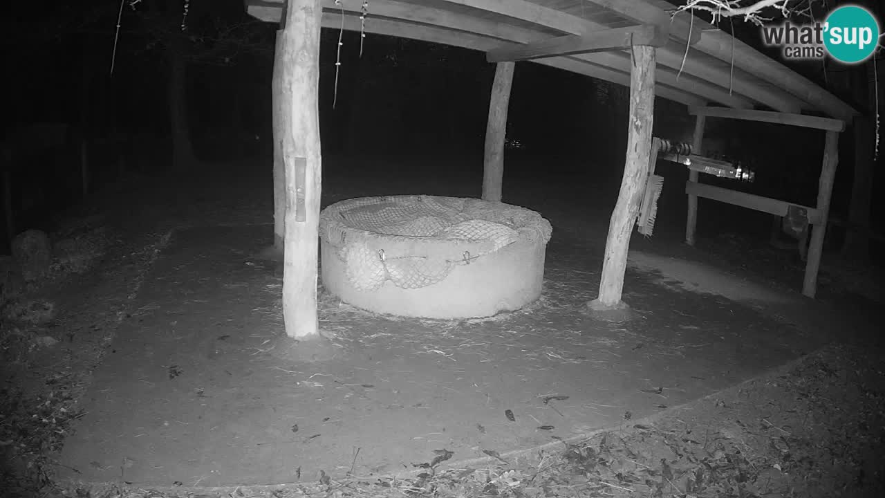 Le Zebre nello ZOO di Ljubljana – Slovenia Live webcam