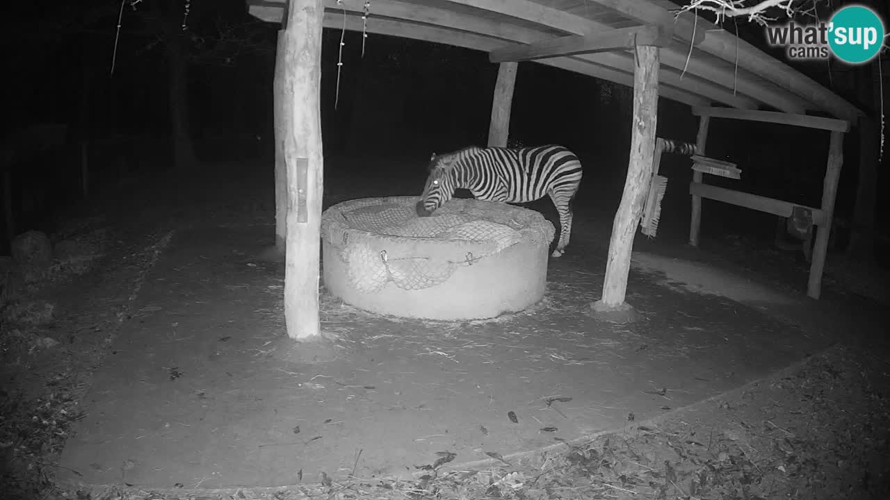 Web kamera uživo Zebras u ZOO Ljubljana – Slovenija
