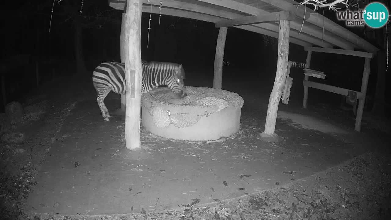 Live Webcam Zebras in Ljubljana ZOO – Slowenien